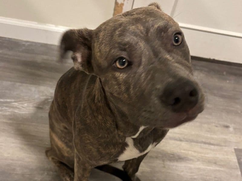 Roxy - American PitBull Terrier | Petmeetly