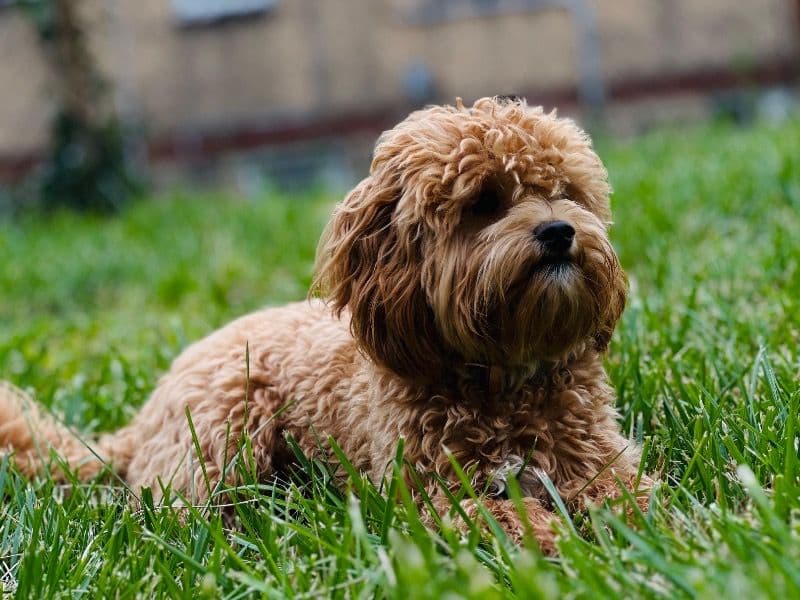 Simba primary photo