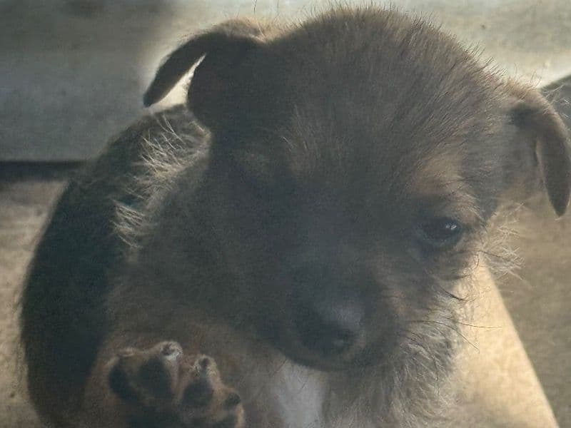 Chihuahua 4 months old male small named Noname for sale in Los Angeles County, California | Petmeetly