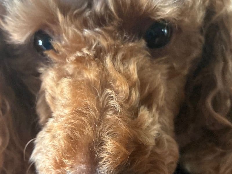 Mini Sheepadoodle 5 years 7 months old male medium named Boobis for breeding in Lancaster County, Pennsylvania | Petmeetly