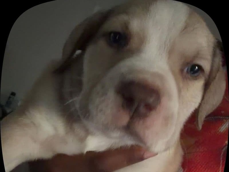 Blanco - American PitBull Terrier | Petmeetly