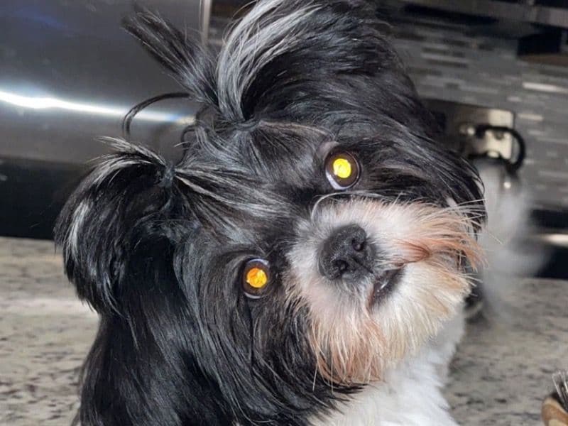 Shih Tzu 4 years 4 months old female small named Karly for breeding in DeSoto County, Mississippi | Petmeetly