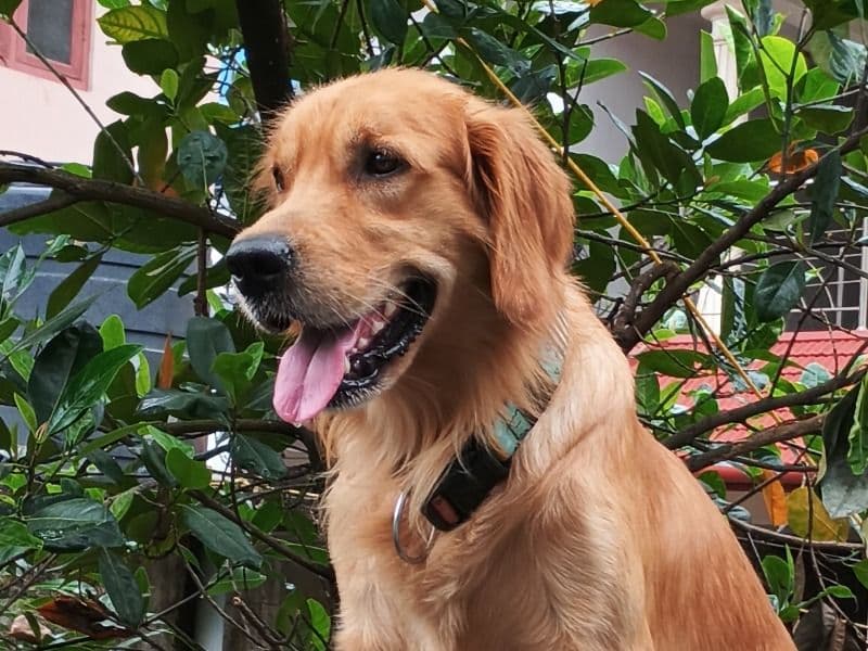 Golden Retriever 2 years 9 months old male large named Veera for breeding in Kochi, Kerala | Petmeetly