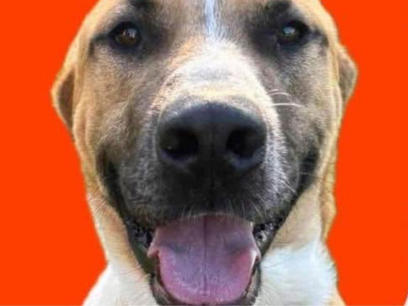 Kangal Dog 6 years 3 months old male medium named Bobby for sale in Matanuska-Susitna Borough, Alaska | Petmeetly