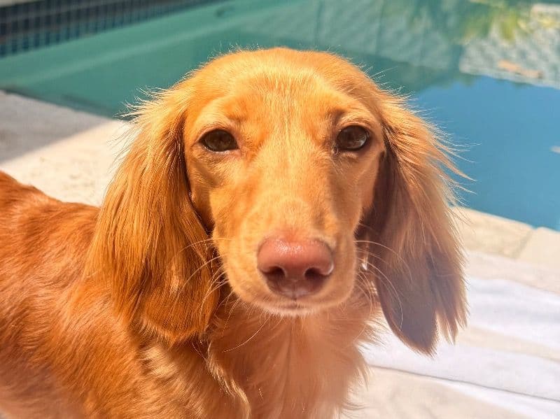 Miniature Dachshund 1 year old female small named Blossy for breeding in Queensland | Petmeetly