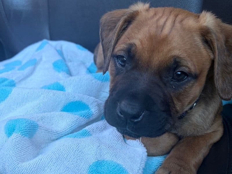 American PitBull Terrier 2 months old male small named Lucky for sale in Orange County, California | Petmeetly