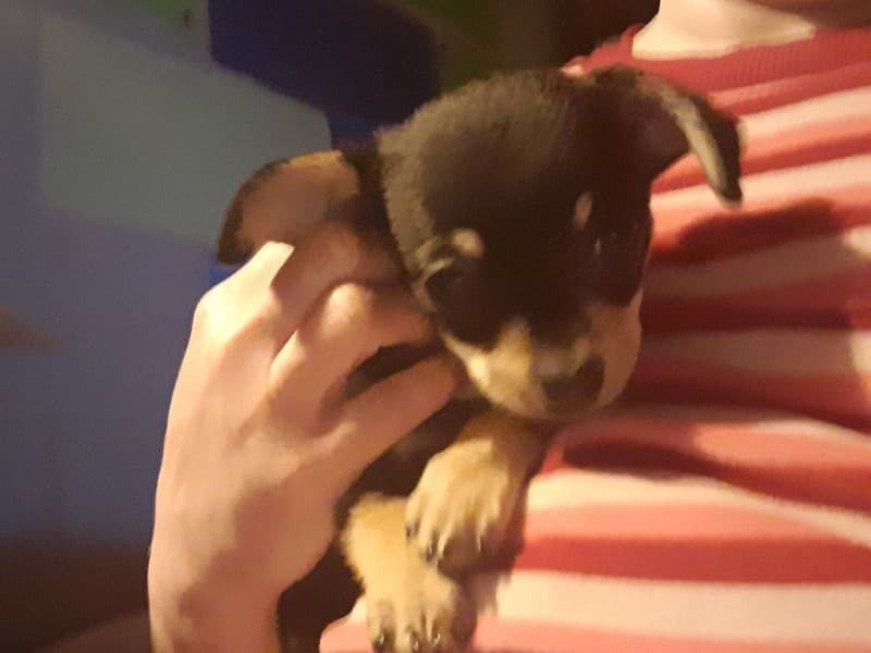 Chiweenie 2 months old male small named Popping for sale in Bay County, Michigan | Petmeetly