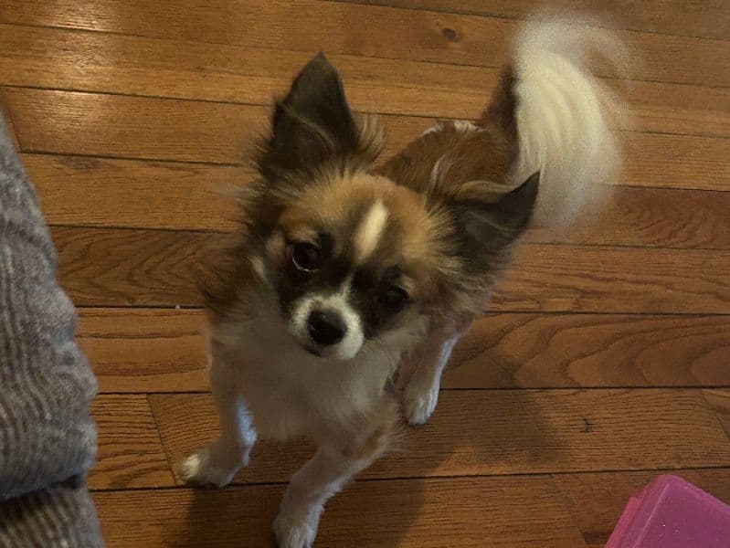 Chi-shi 2 years 11 months old male small named Niko for breeding in Lancaster County, Pennsylvania | Petmeetly