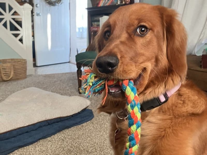 Golden Retriever 1 year 7 months old female medium named Daisy for breeding in Waukesha County, Wisconsin | Petmeetly