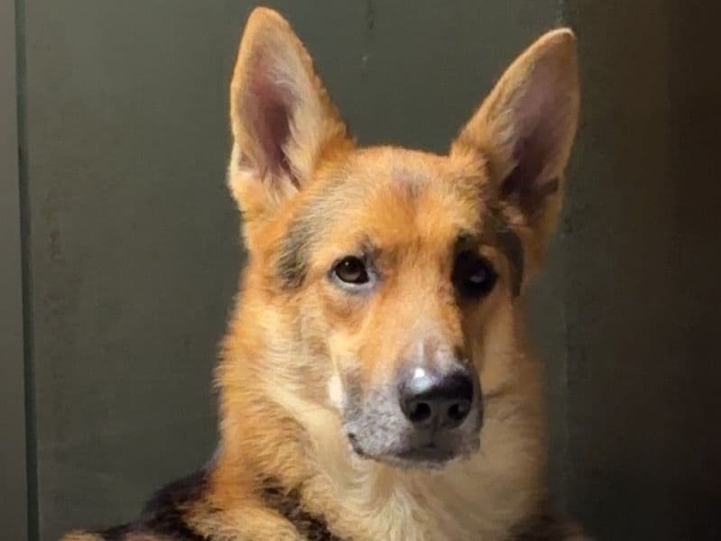 German Shepherd 5 years old male large named Taurus for breeding in Raipur Division, Chhattisgarh | Petmeetly