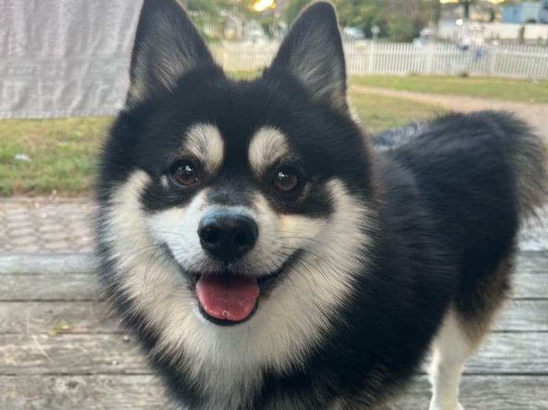 Pomsky 3 years 3 months old male small named Rocket for breeding in New York County, New York | Petmeetly