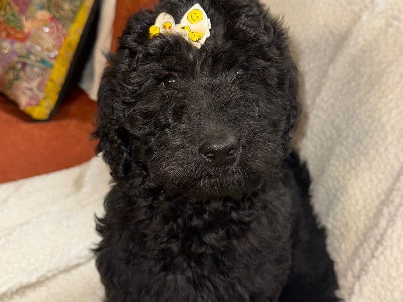 Labradoodle 2 months old female large named Tipsy for sale in Webster Parish, Louisiana | Petmeetly