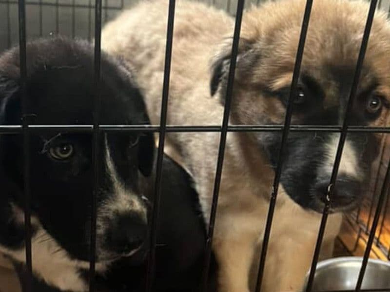 English Labrador Retriever 10 months old male small named Hades And Zues for breeding in Wyandotte County, Kansas | Petmeetly