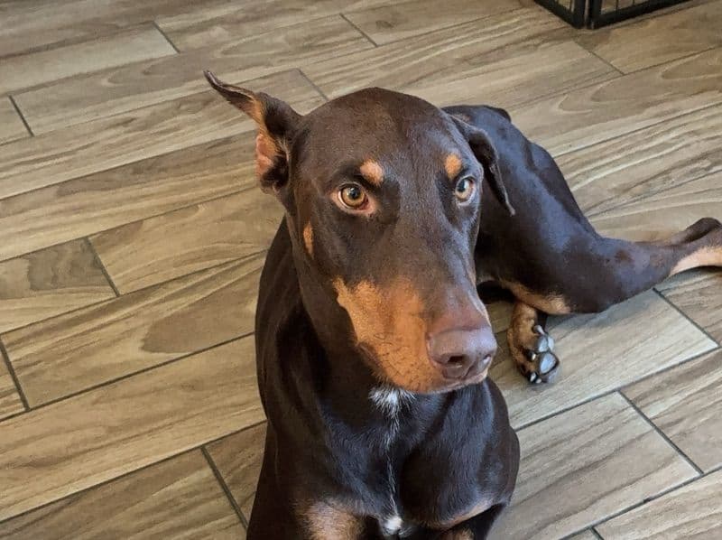 Doberman 3 years old male large named Rocky for breeding in Los Angeles County, California | Petmeetly
