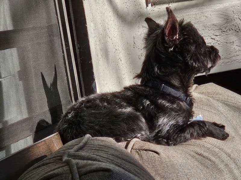 Yorkipoo 8 years 10 months old male small named Freddie for breeding in Tarrant County, Texas | Petmeetly