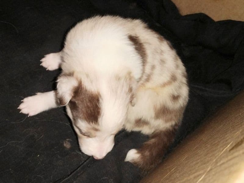 Red Merle 2 - Border Collie | Petmeetly