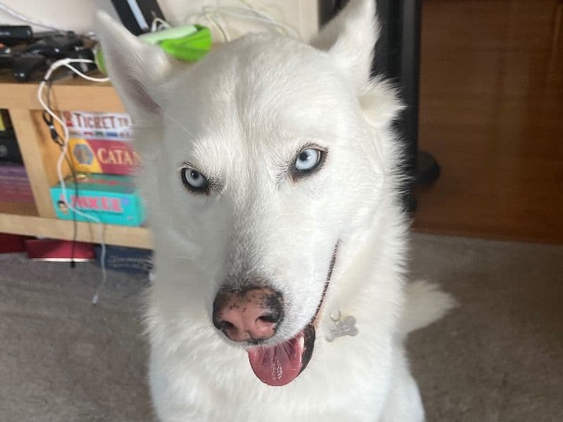 Mochi primary photo