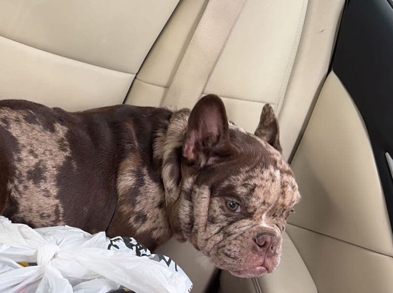 American Bully 1 year 5 months old male small named Him for breeding in Jefferson County, Kentucky | Petmeetly