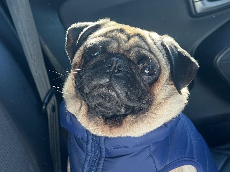 Pug 2 years 4 months old male small named Melo for breeding in Camden Council, New South Wales | Petmeetly