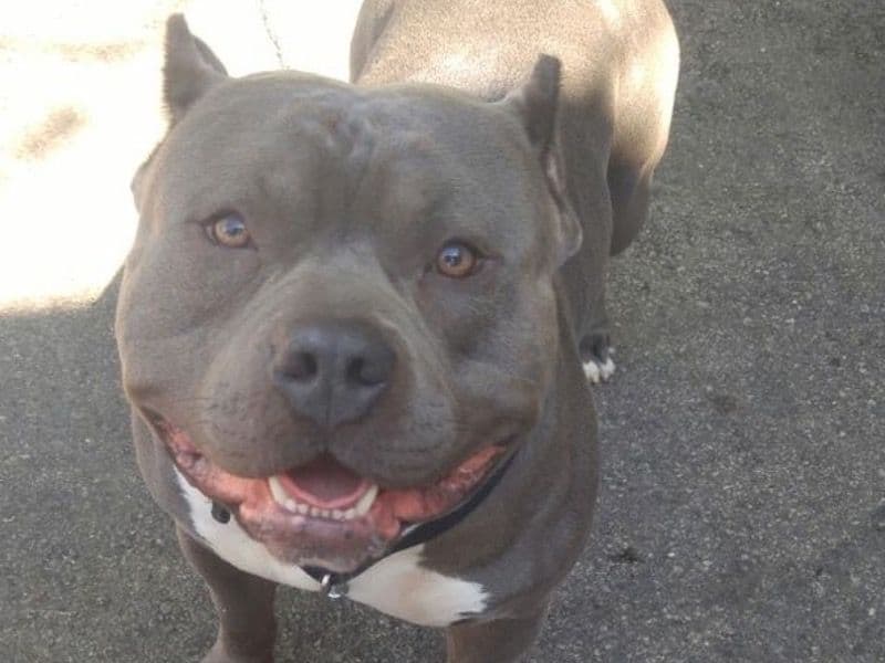 American Bulldog 8 months old male medium named American Bulldog for sale in Shagamu, Ogun State | Petmeetly