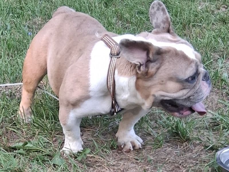 Frenchie Pug (Frug) 1 year 11 months old female medium named Layla for breeding in Atchison County, Kansas | Petmeetly