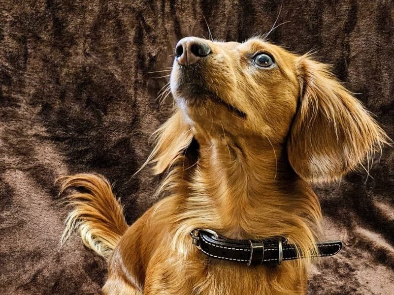Miniature Dachshund 2 years 8 months old male small named Ranger for breeding in Smyth County, Virginia | Petmeetly