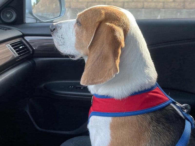 Beagle 5 years 4 months old male medium named Issa for breeding in Oulu, North Ostrobothnia | Petmeetly