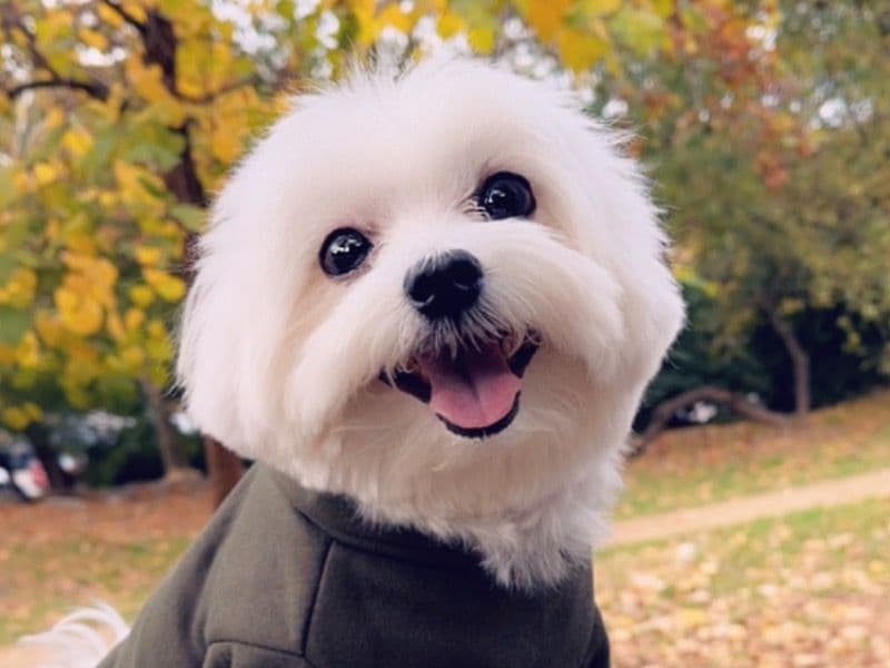 Maltese 6 years 10 months old male small named Kingston for breeding in New York County, New York | Petmeetly