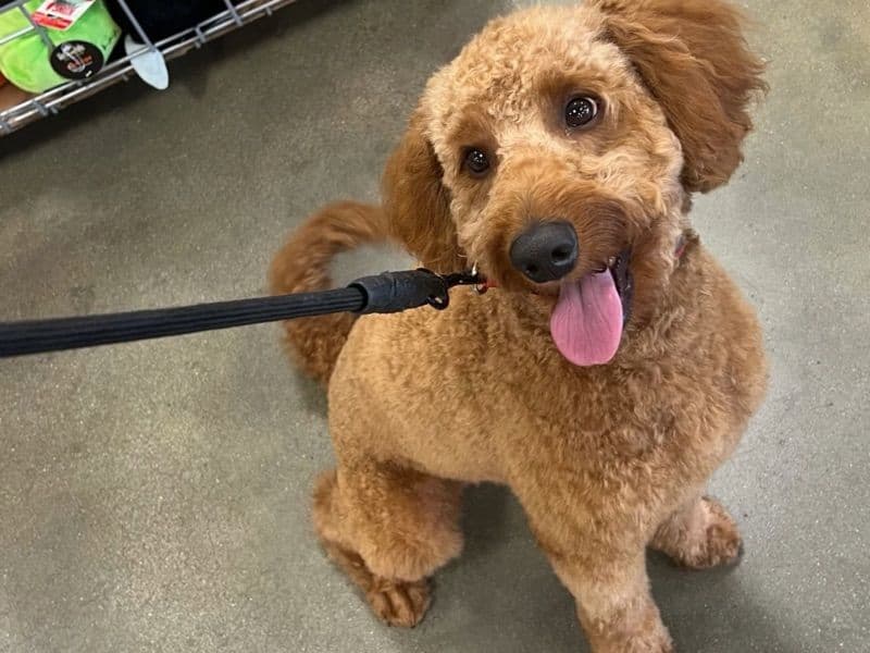 Goldendoodle 1 year 11 months old male medium named Milo for breeding in New Jersey | Petmeetly