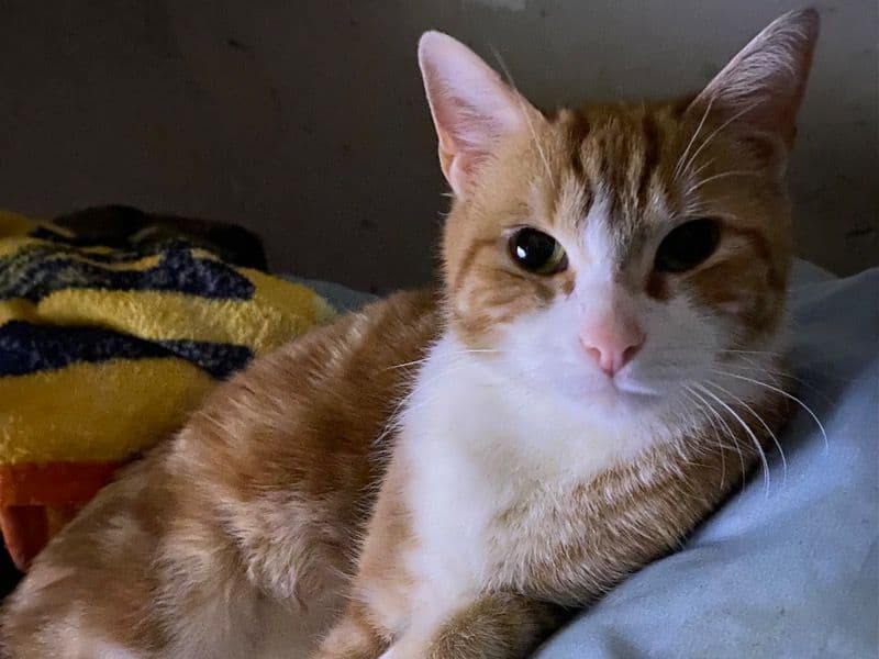 American Shorthair 4 years old female named Cinnamon for adoption in Davidson County, Tennessee | Petmeetly