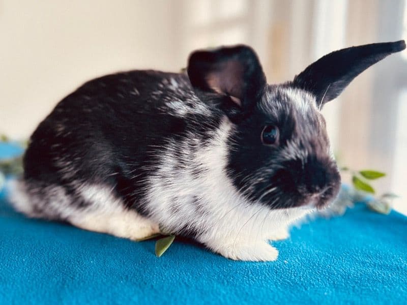 Nibbles - Lionhead | Petmeetly