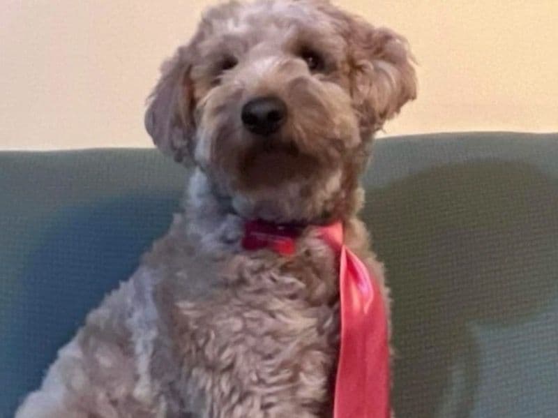 Goldendoodle 4 years 8 months old male medium named Rap for breeding in Union County, New Jersey | Petmeetly