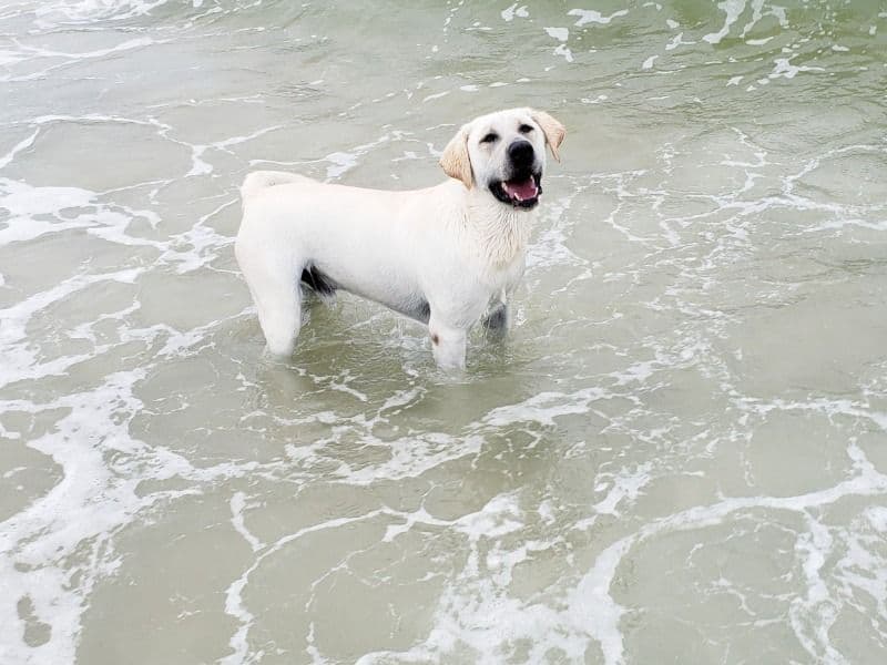 Labrador Retriever 7 years 7 months old male large named Hatfield for breeding in Jefferson County, Alabama | Petmeetly