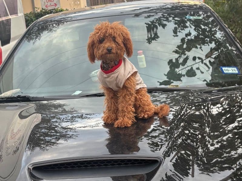Cavapoo (Cavadoodle) 9 months old female small named Lola for breeding in Harris County, Texas | Petmeetly