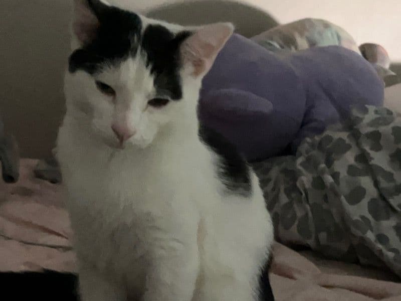 Oreo - Domestic Shorthair | Petmeetly