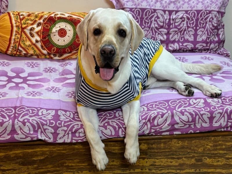 Labrador Retriever 1 year 10 months old male medium named Leo for breeding in Nagpur Division, Maharashtra | Petmeetly