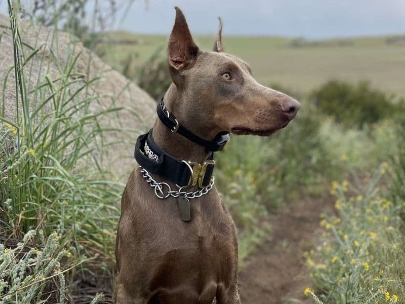 Doberman 4 years 11 months old male large named Apollo for breeding in Riverside County, California | Petmeetly