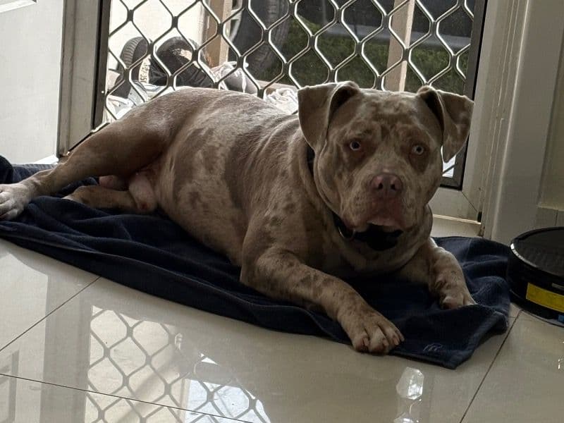 American Bully 8 months old male extra large named Koda for breeding in Canterbury-Bankstown Council, New South Wales | Petmeetly