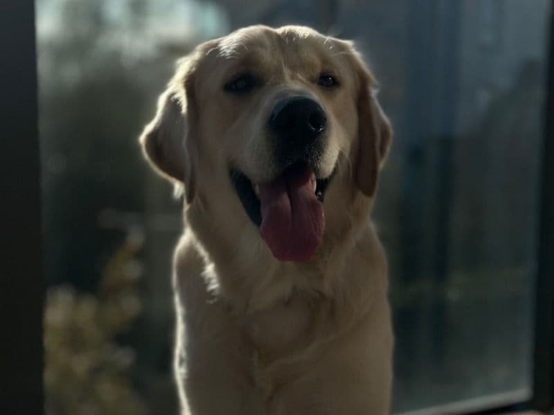 Golden Retriever 1 year 10 months old male large named Pluto for breeding in Dublin, County Dublin | Petmeetly