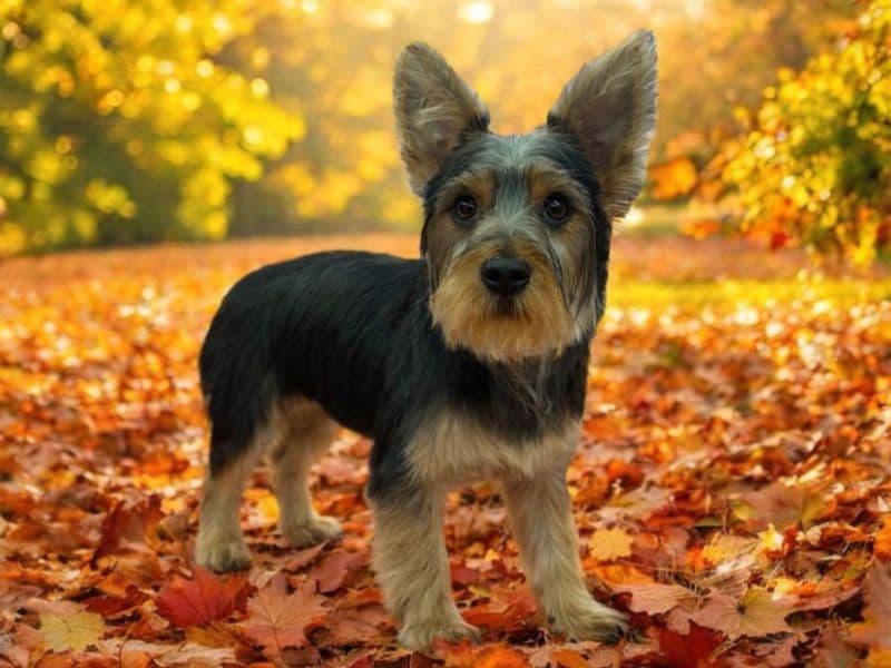 Yorkshire Terrier 9 months old male medium named Rocket for breeding in Mercer County, Ohio | Petmeetly