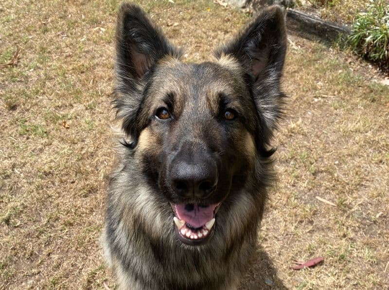 German Shepherd 3 years 10 months old male extra large named Ziggy for breeding in Logan City, Queensland | Petmeetly