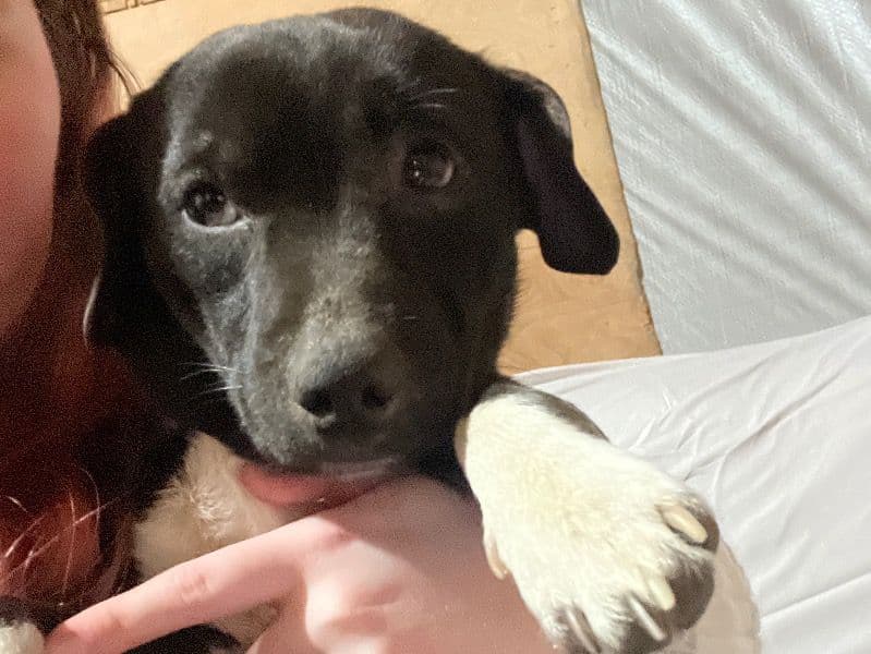 Chihuahua 1 year old male small named Benji for adoption in Laurens County, Georgia | Petmeetly