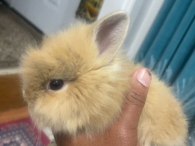 Baby Rabbits - Lionhead | Petmeetly
