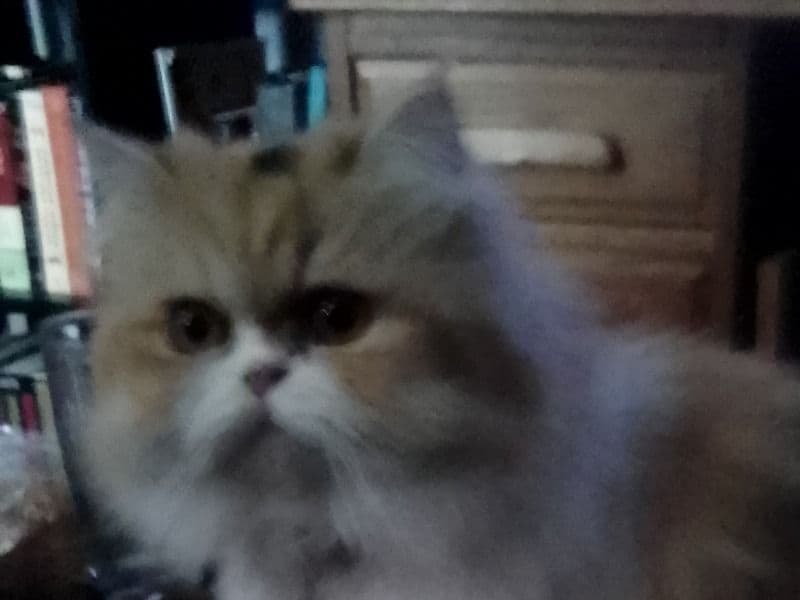Persian 1 year 7 months old female named Sandy for breeding in Miami County, Ohio | Petmeetly