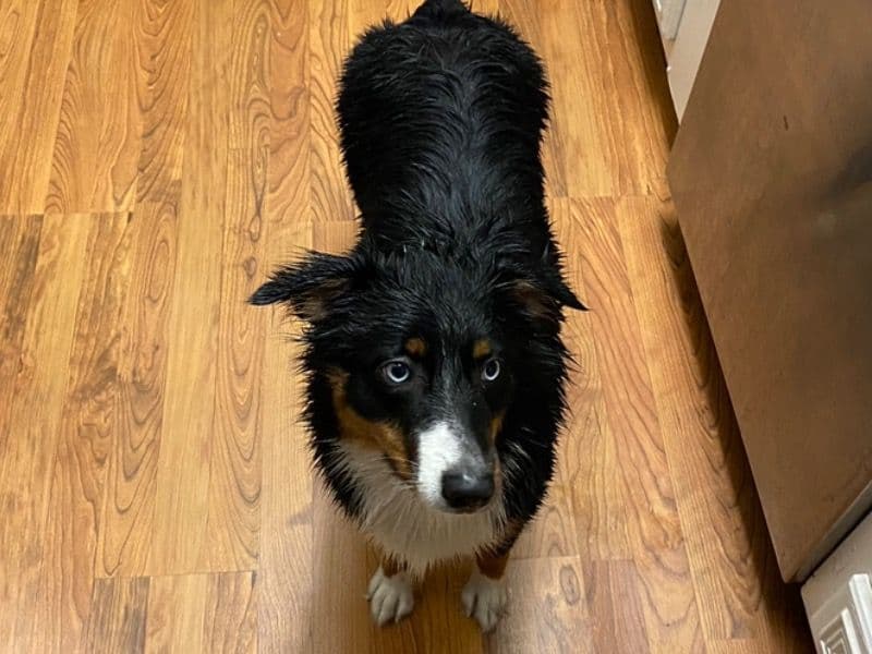 Miniature Australian Shepherd 1 year 9 months old female medium named Luna for breeding in Pasco County, Florida | Petmeetly