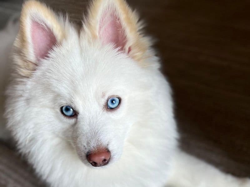 Pomsky 2 years old male small named Máximo for breeding in Miami-Dade County, Florida | Petmeetly