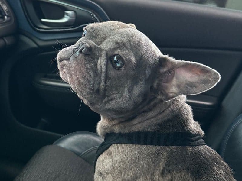 French Bulldog 2 years 7 months old female medium named Sapphire for breeding in Caddo Parish, Louisiana | Petmeetly