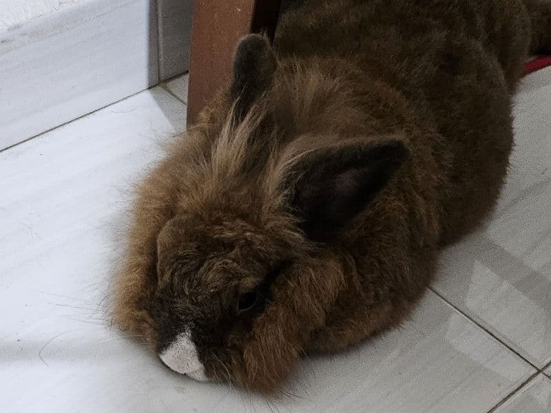 Lionhead 2 years 11 months old female named Mocha for breeding | Petmeetly