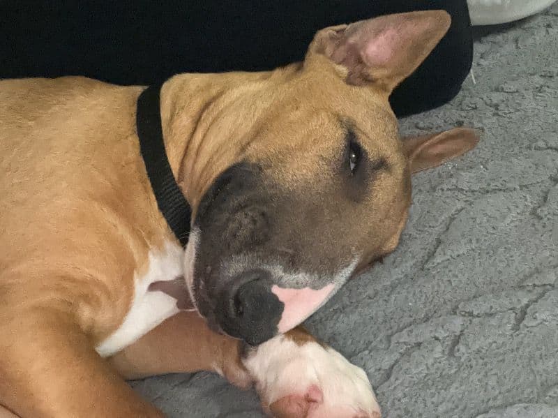 Bull Terrier 2 years 5 months old female medium named Nana for breeding in Bay County, Florida | Petmeetly