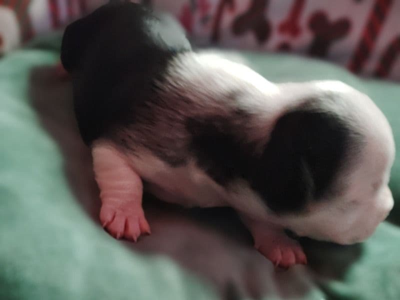 French Bulldog 1 month old male medium named Mogley for sale in Deschutes County, Oregon | Petmeetly